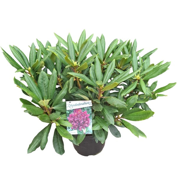 Rhododendron 'Marcel Menard' / 50cm 10Ltr-Easy Garden Centre