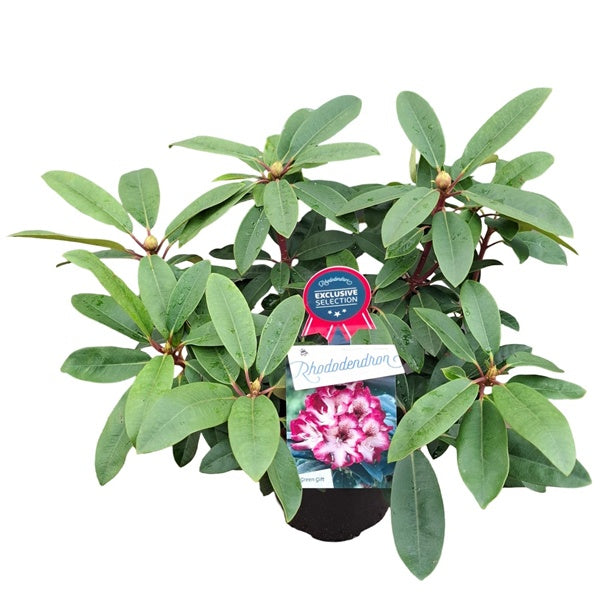 Rhododendron 'Hans Hachmann' / 30cm 5Ltr