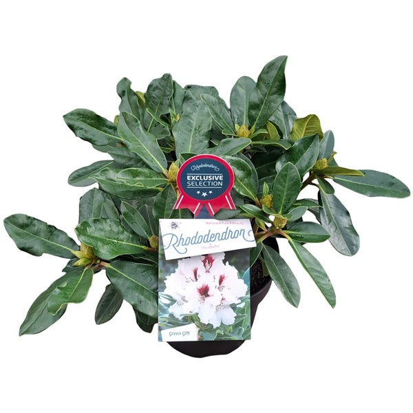 Rhododendron 'Hachmann's Picobella' / 30cm 5Ltr-Easy Garden Centre