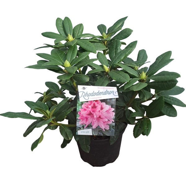 Rhododendron 'Cosmopolitan rose' / 30cm 5Ltr-Easy Garden Centre