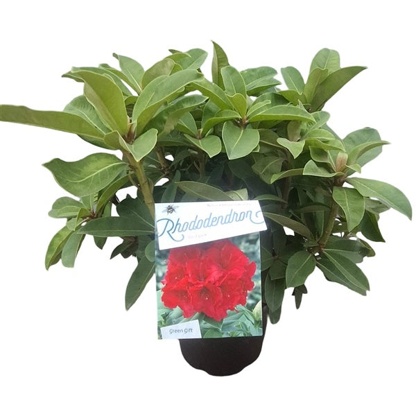 Rhododendron 'Red Jack' / 50cm 10Ltr-Easy Garden Centre