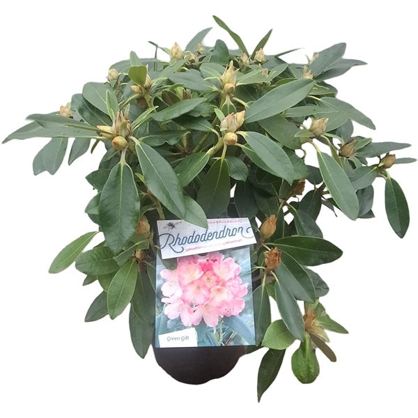 Rhododendron Yak. 'Percy Wiseman' / 30cm 5Ltr – Easy Garden Centre