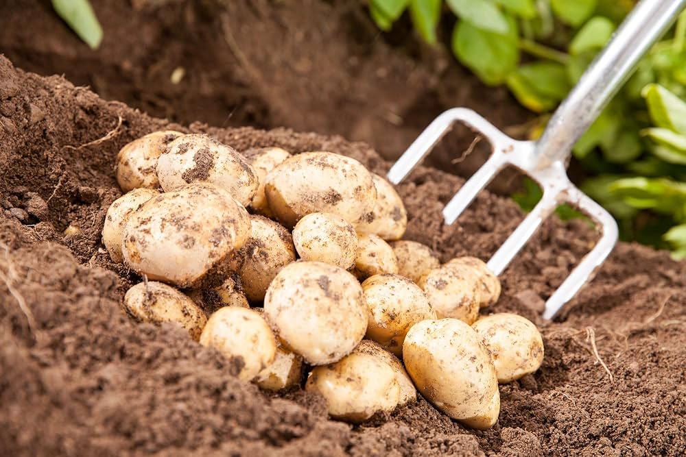 Vitabella 2Kg-Easy Garden Centre