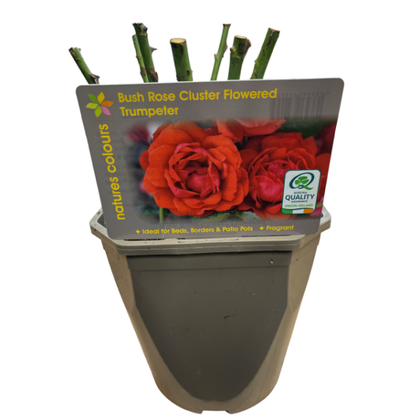 Rosa Trumpeter / 4.5 Ltr / Floribunda-Easy Garden Centre