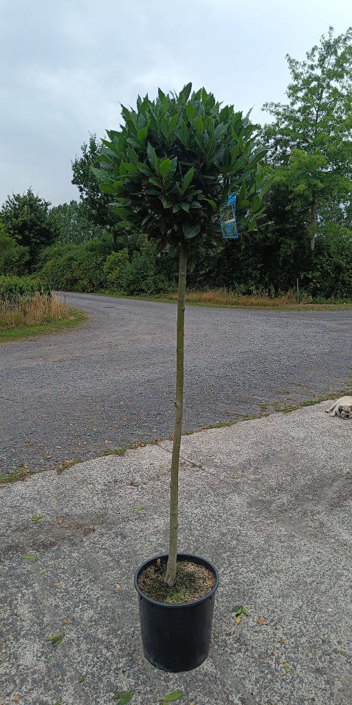 Laurus nobilis 130cm STD 60cm HEAD (20 Ltr)