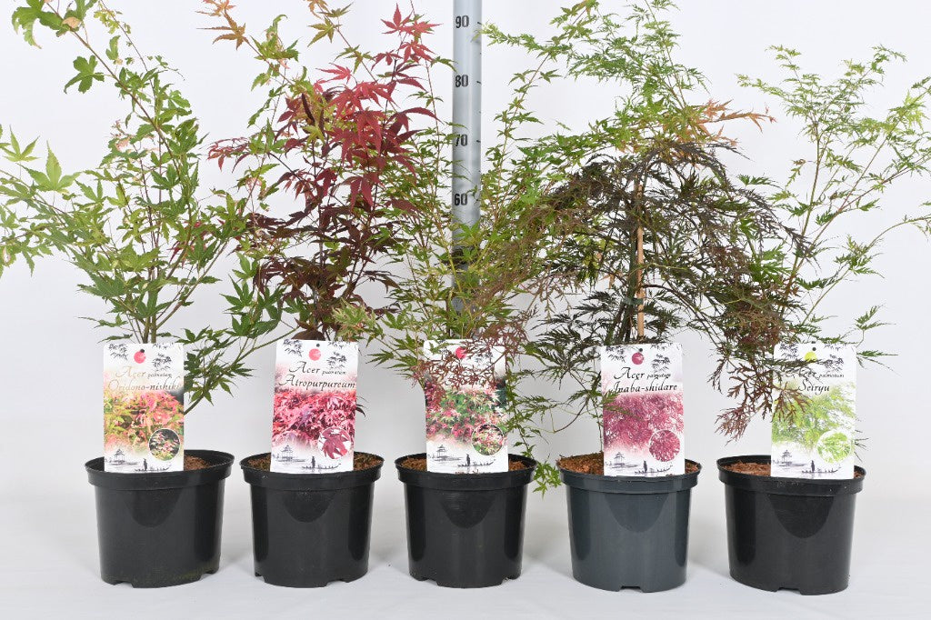 Acer pal. mix (5 Ltr)-Easy Garden Centre