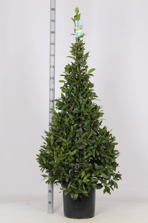 Laurus nobilis 160cm PYR (20 Ltr)