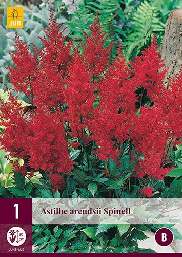 1 ASTILBE ARENDSII SPINELL-Easy Garden Centre