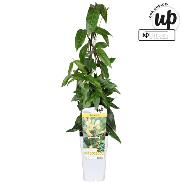 Lonicera henryi (Evergreen Honeysuckle, yellow and red flowers) / 2ltr, 65cm-Easy Garden Centre