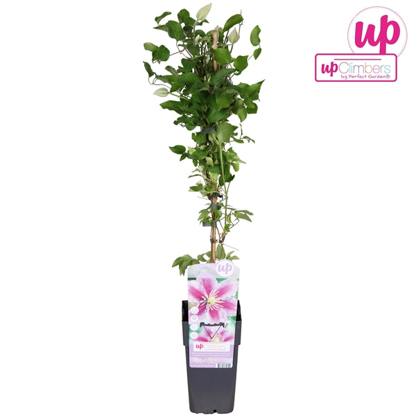Clematis Piilu (Large-flowered Clematis, pink-mauve flowers) / 2ltr, 65cm-Easy Garden Centre