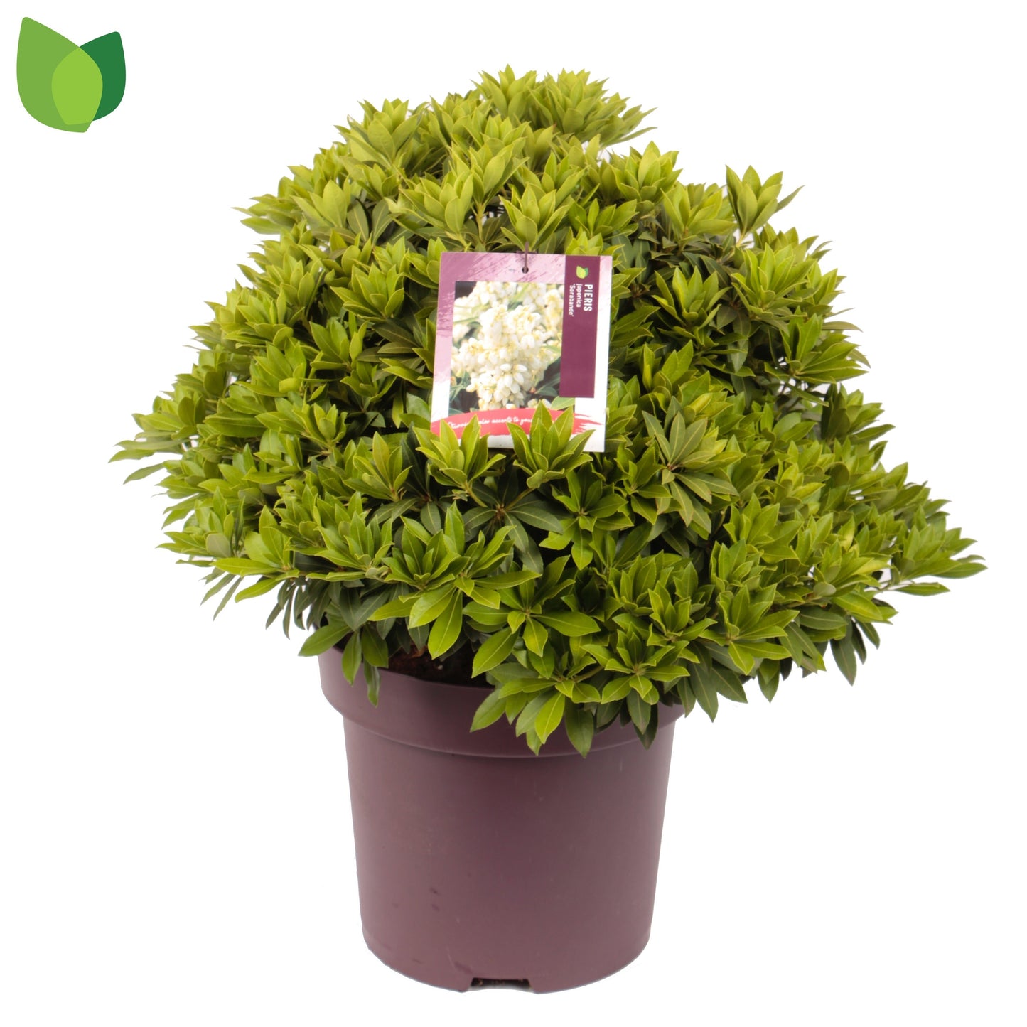 Pieris jap. 'Sarabande' / 50-55 cm