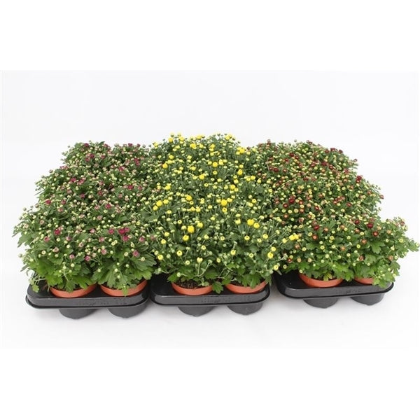 13cm Chrysanthemum.-Easy Garden Centre