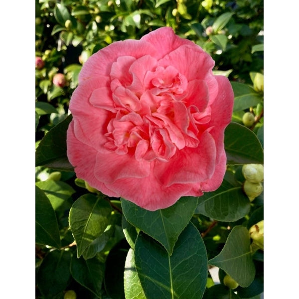 Camellia jap. 'Marie Bracey' / 10Ltr-Easy Garden Centre