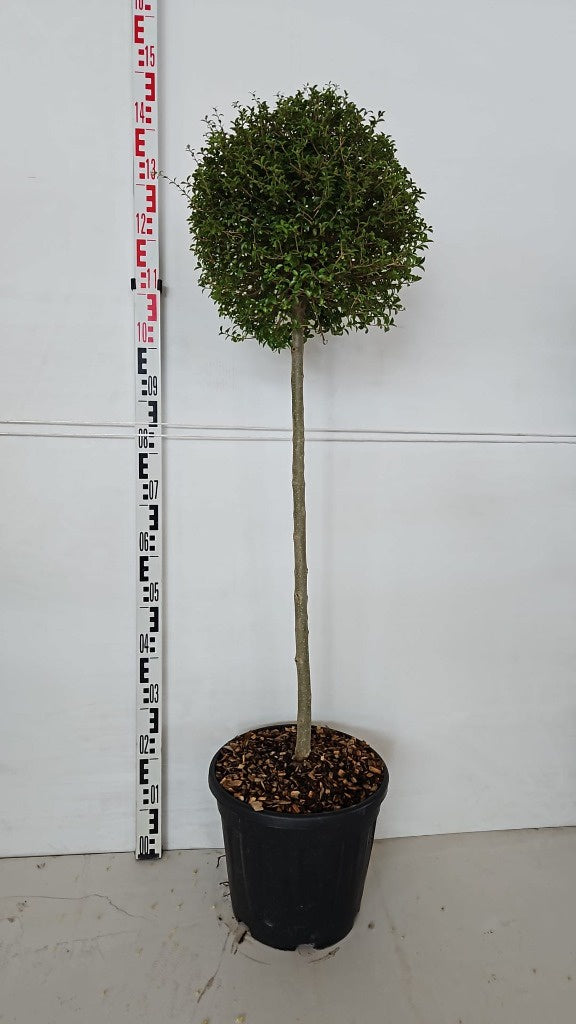 Ligustrum jonandrum / C18 - 1/2 std 35/40 head-Easy Garden Centre