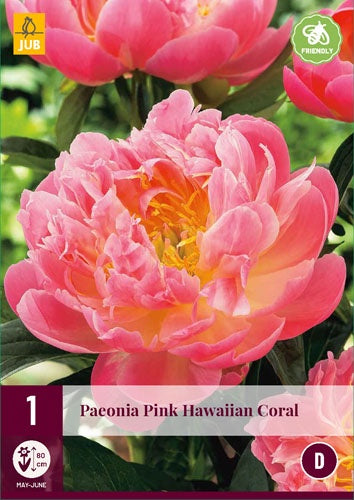 1 PAEONIA PINK HAWAIIAN CORAL-Easy Garden Centre