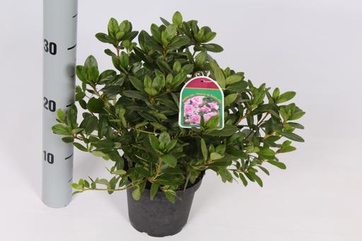 Azalea jap. mix 2ltr-Easy Garden Centre