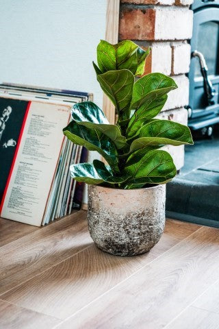 Albero Planter H26Cm D28Cm-Easy Garden Centre