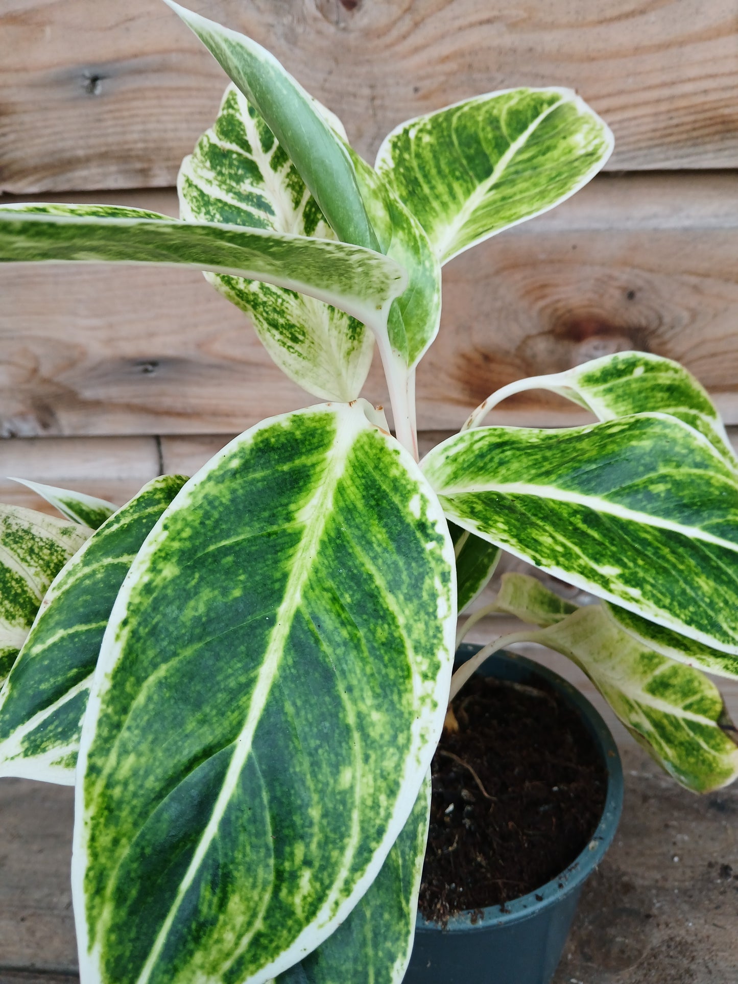 Aglaonema mix / P12-Easy Garden Centre