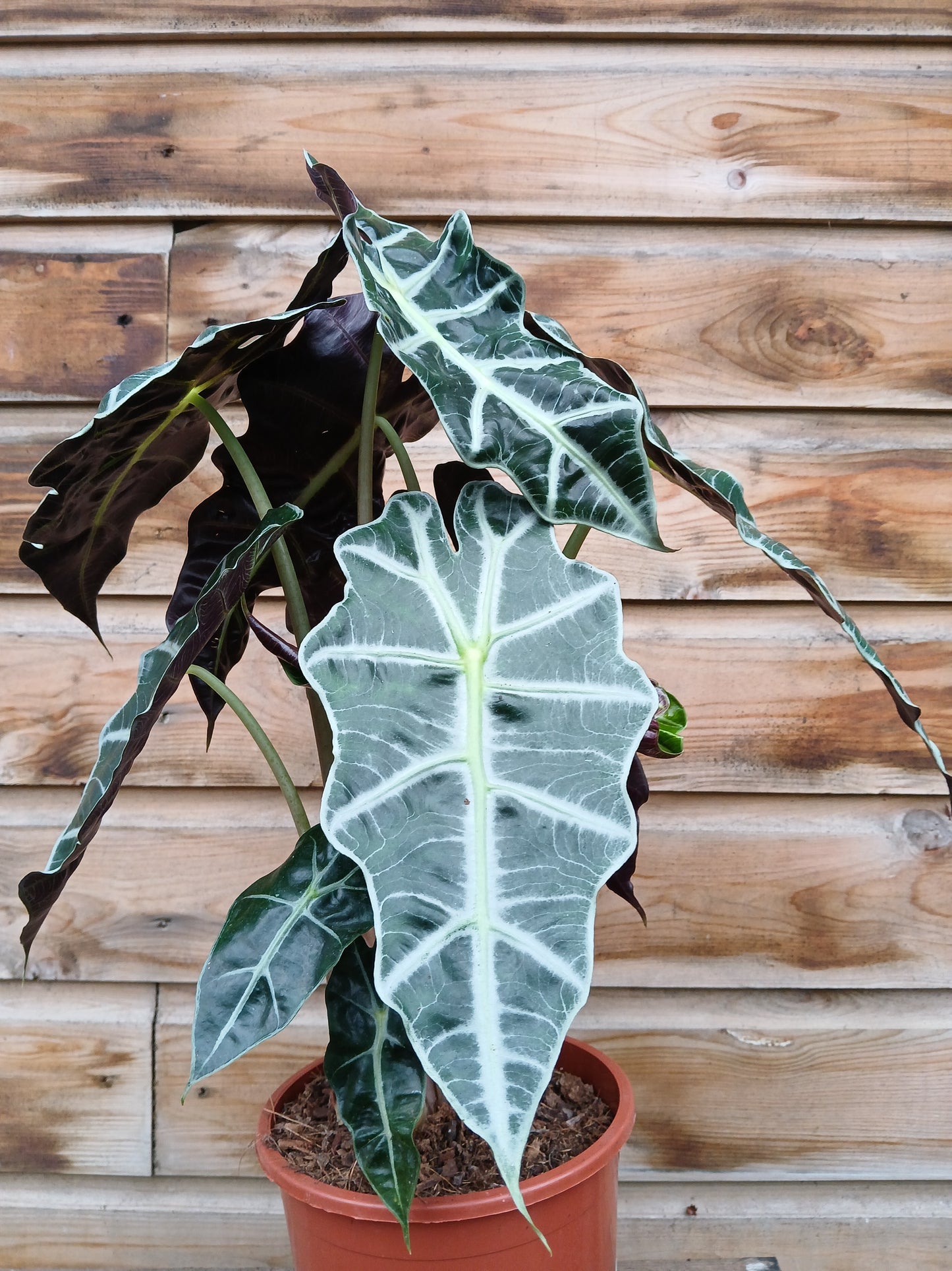 Alocasia 'Polly' / P17-Easy Garden Centre