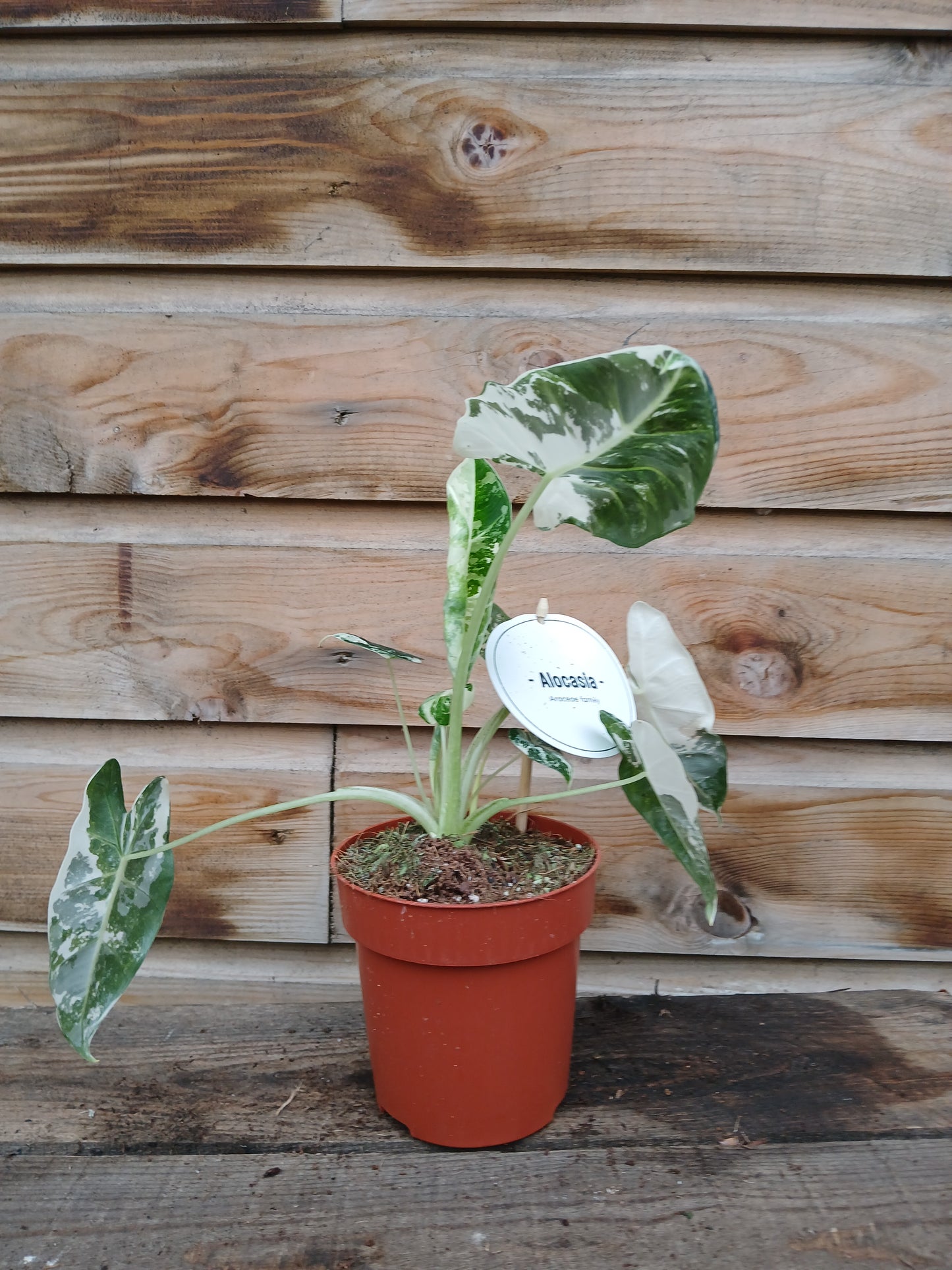 Alocasia mich. 'Frydek Variegata' / P12-Easy Garden Centre