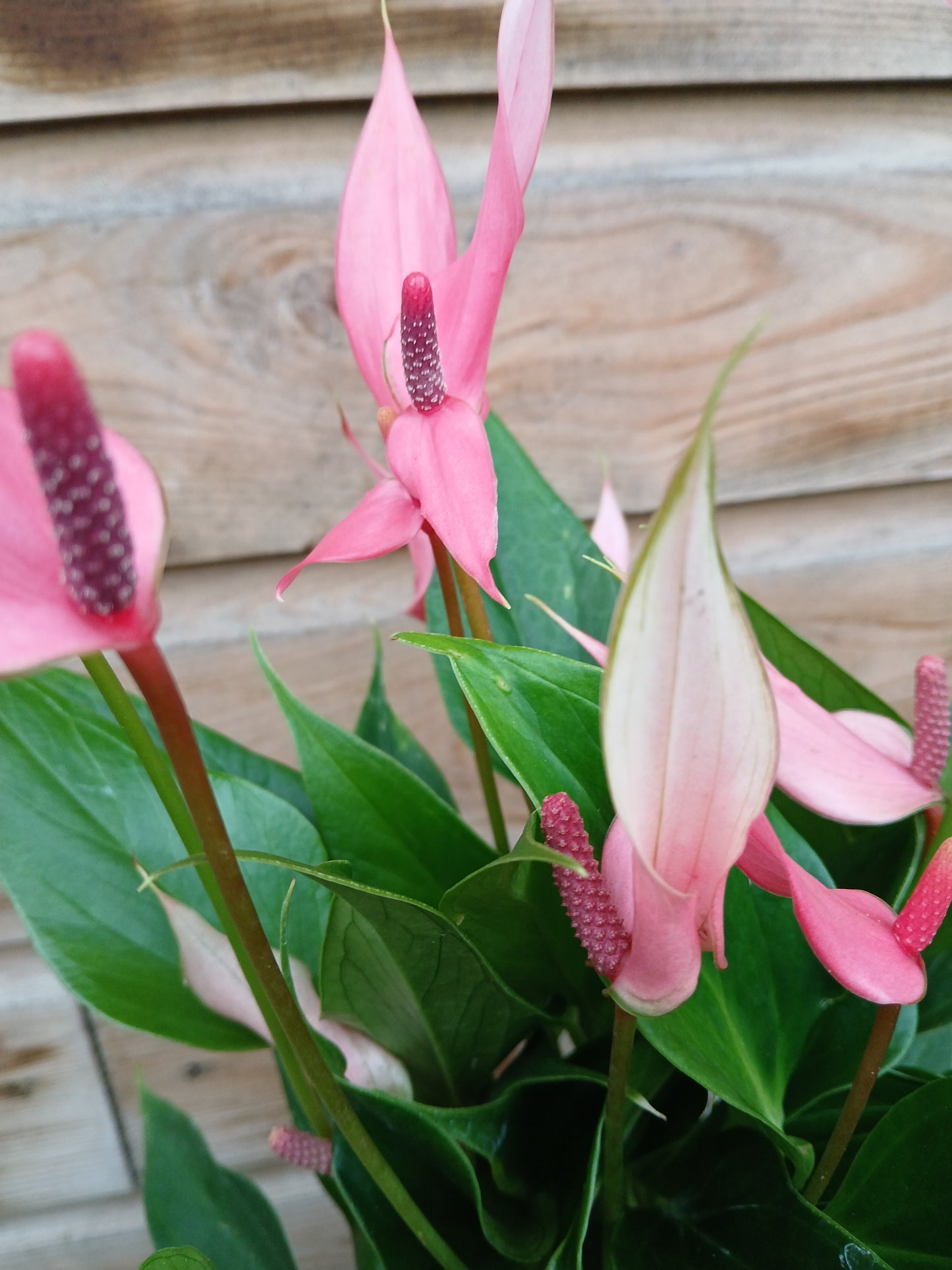 Anthurium and. 'Lilli' / P12-Easy Garden Centre