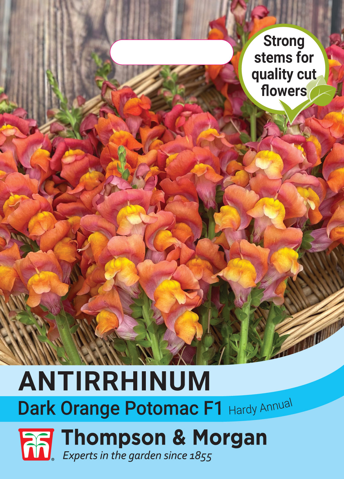 Antirrhinum majus Dark Orange Potomac F1