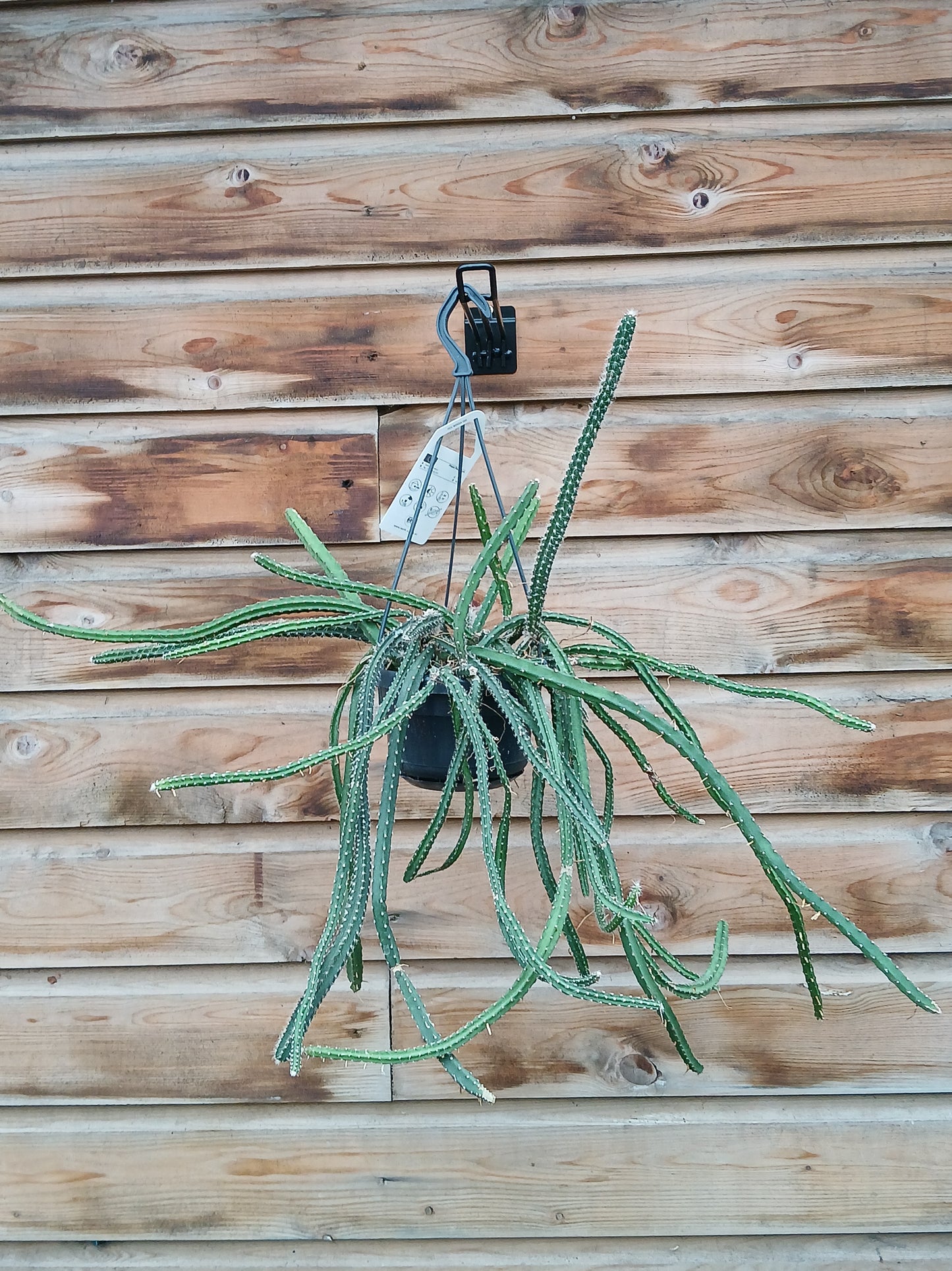 Aporocactus mix / P14, hanging pot-Easy Garden Centre