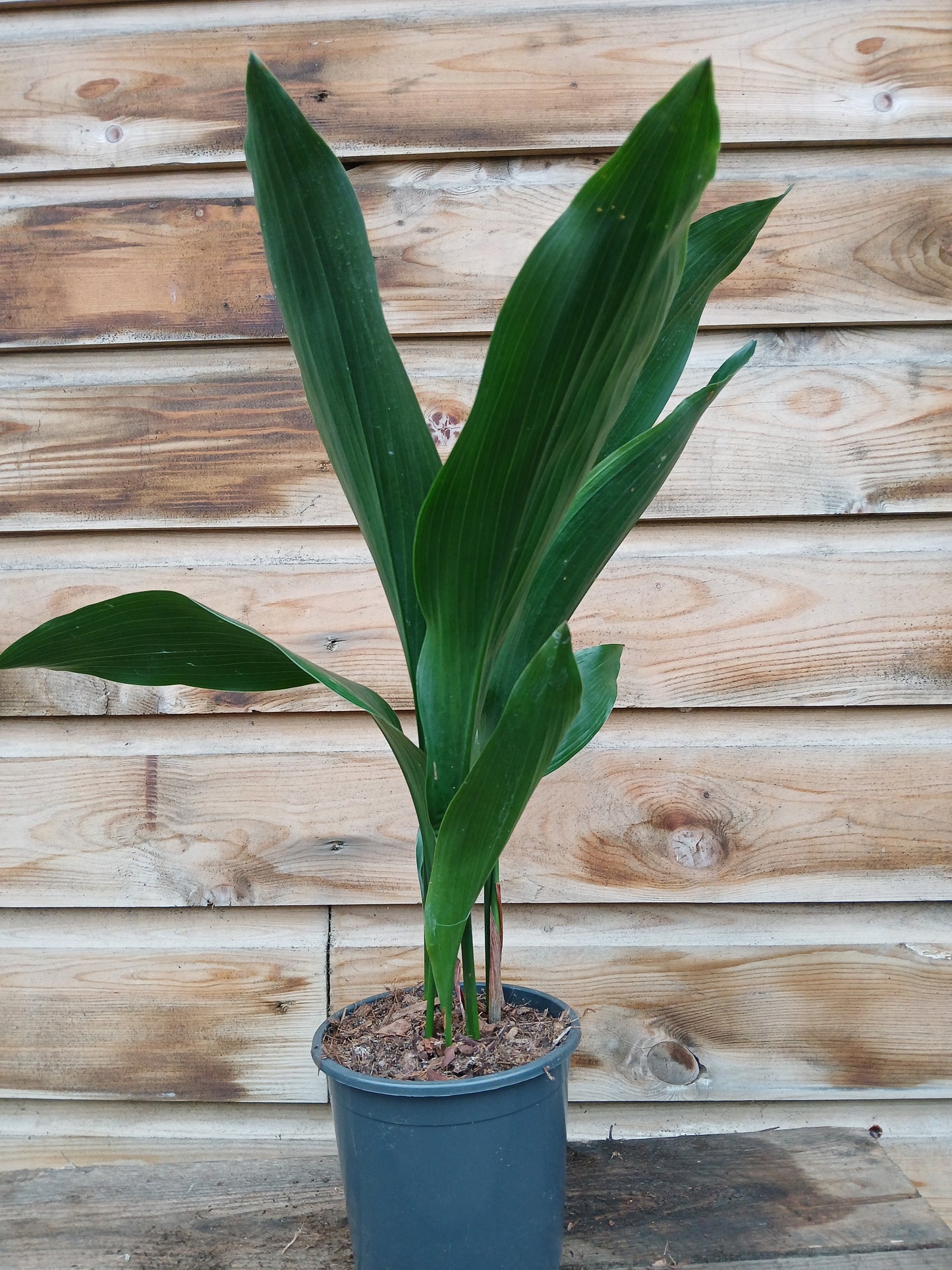 Aspidistra elatior / P13-Easy Garden Centre