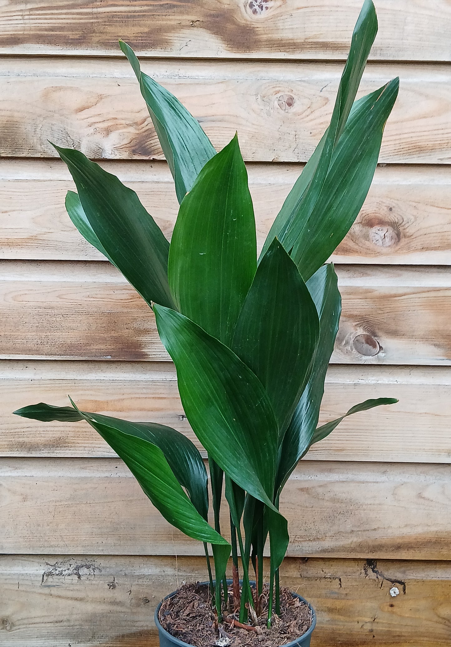 Aspidistra elatior / P19-Easy Garden Centre