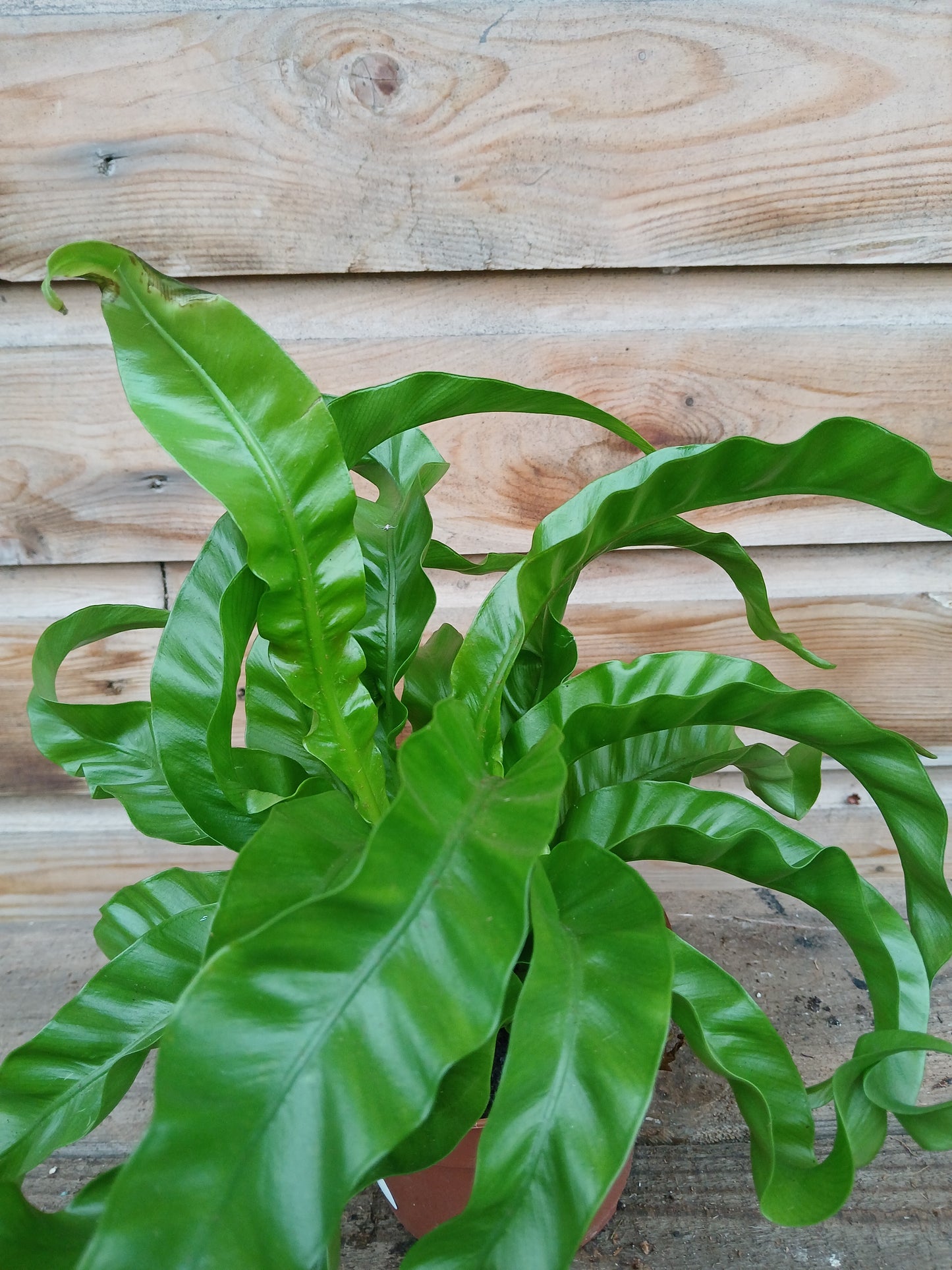 Asplenium ant. 'Hurricane' / P12-Easy Garden Centre