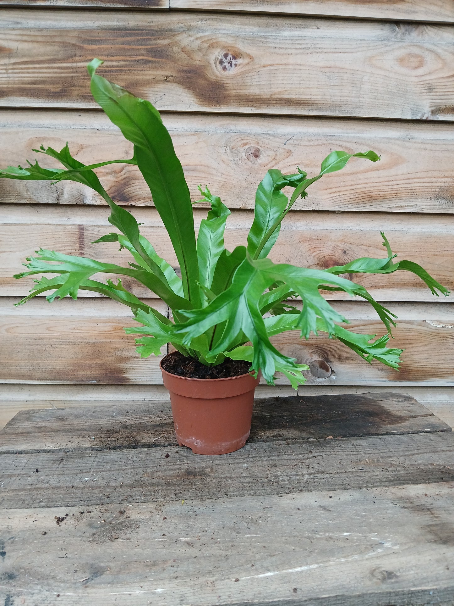 Asplenium nidus 'Crissie' / P12-Easy Garden Centre