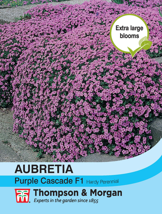 Aubrieta Purple Cascade