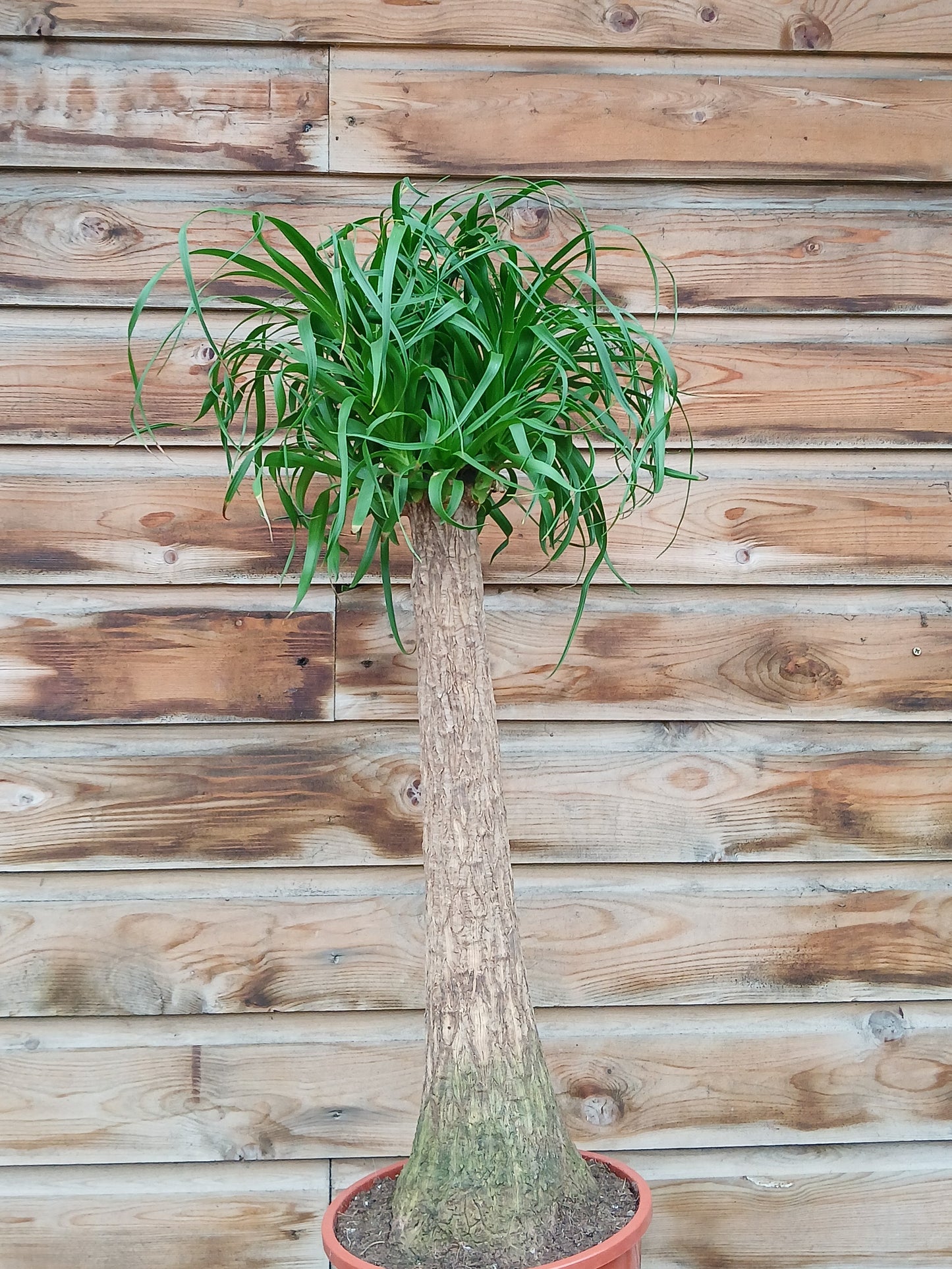 Beaucarnea(Nolina) recurvata / P24-Easy Garden Centre