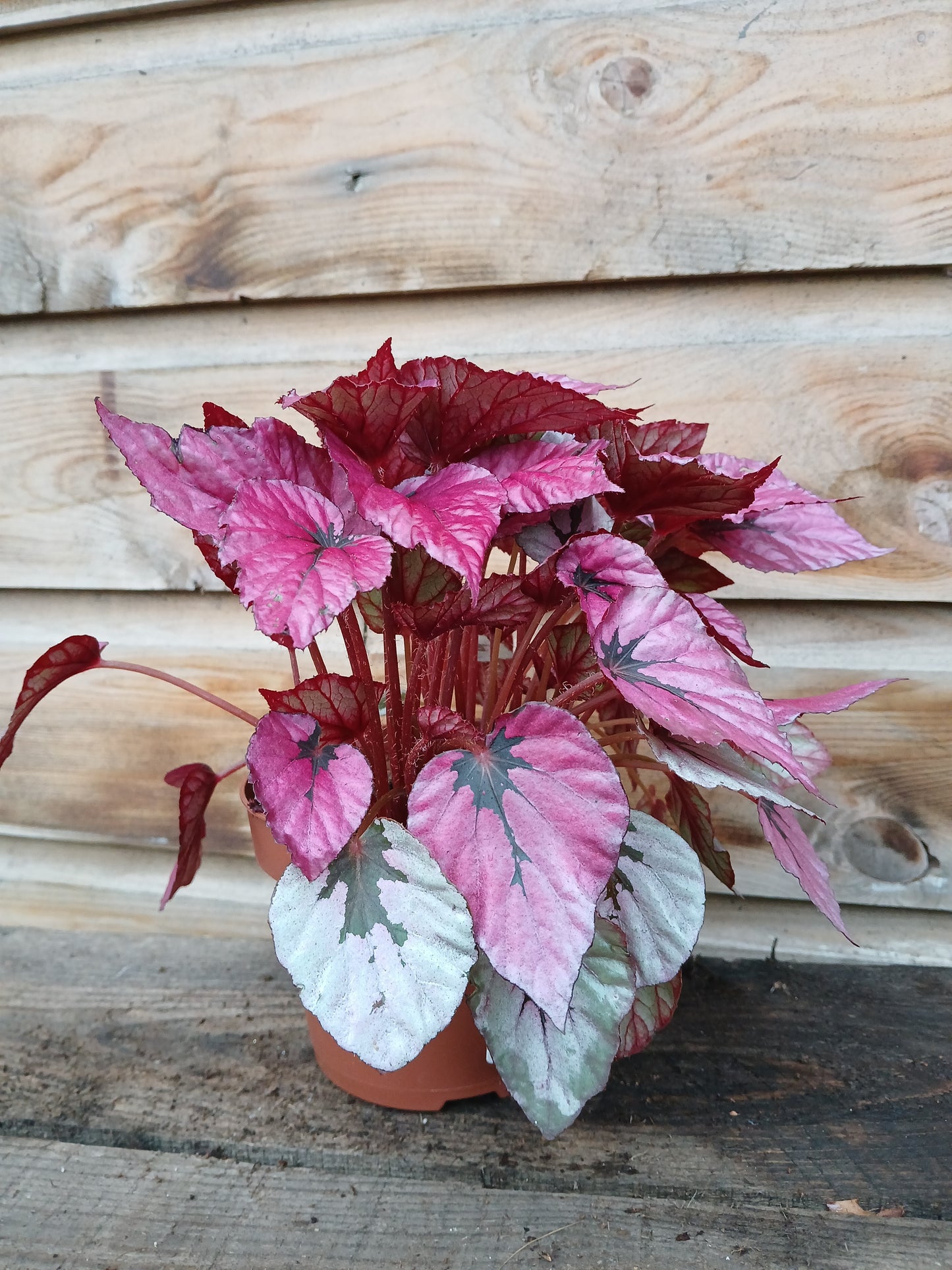 Begonia Beleaf mix / P12-Easy Garden Centre