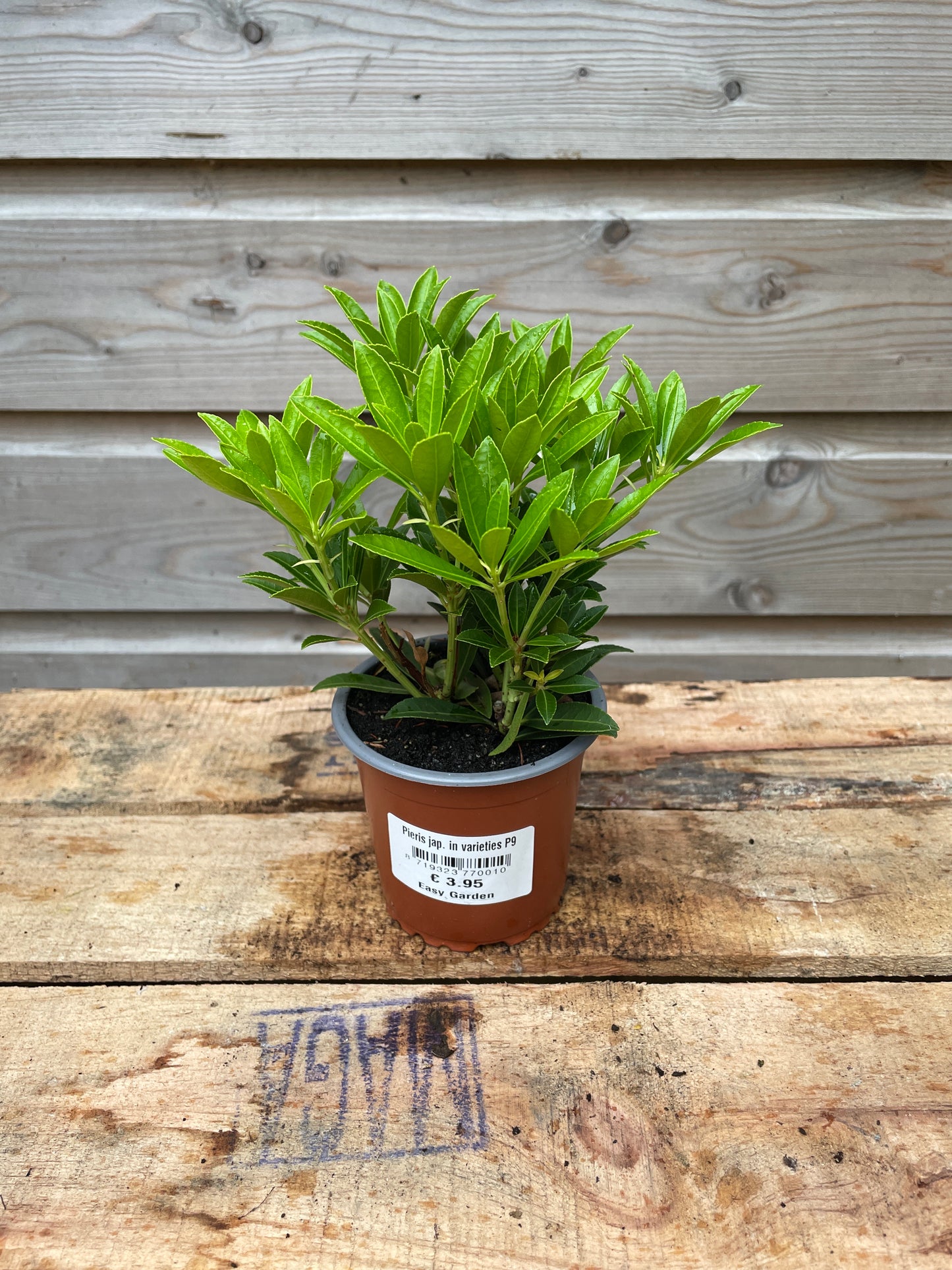 Pieris jap. in varieties / P9