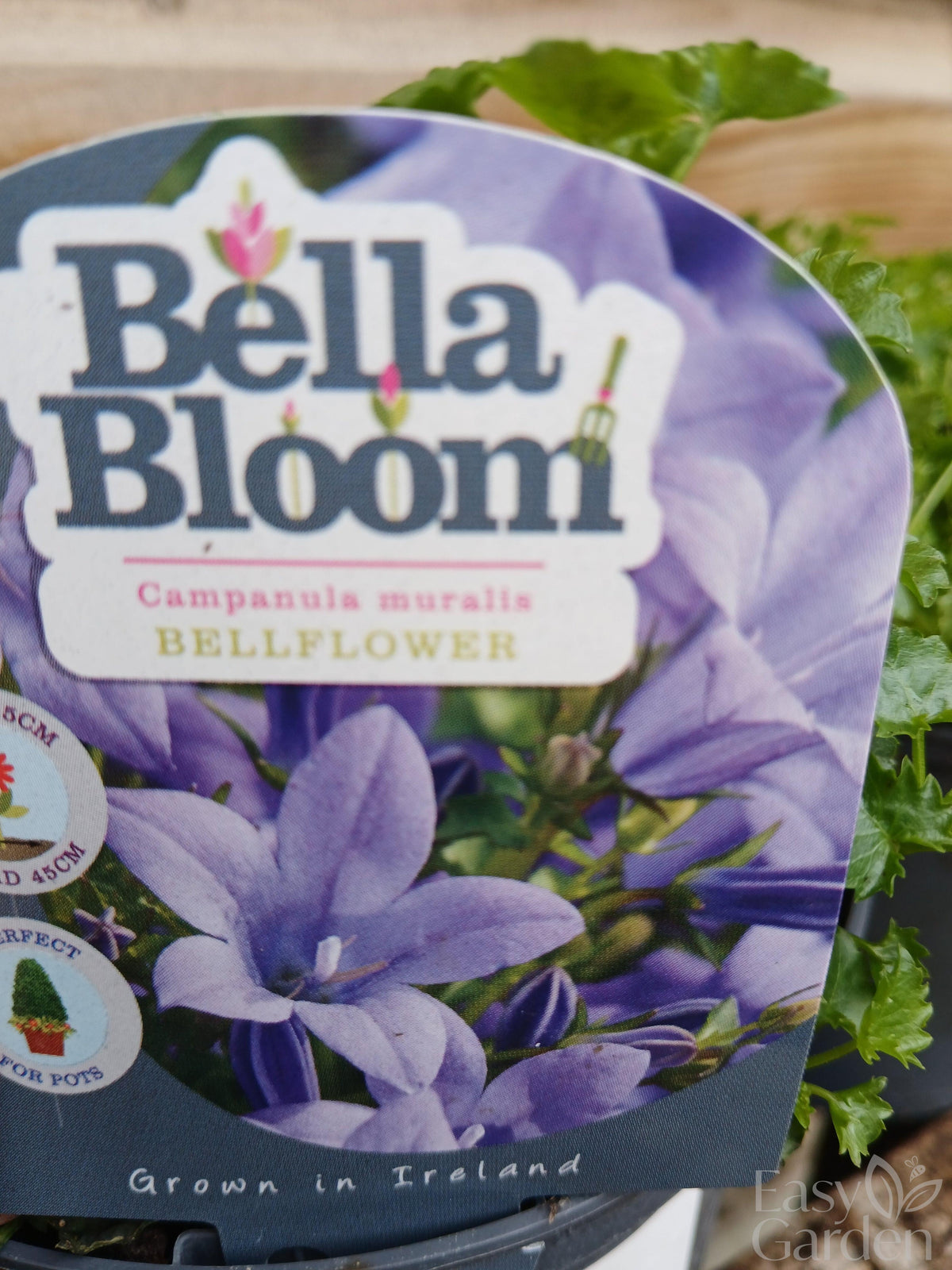 CAMPANULA muralis / 1 Litre-Easy Garden Centre
