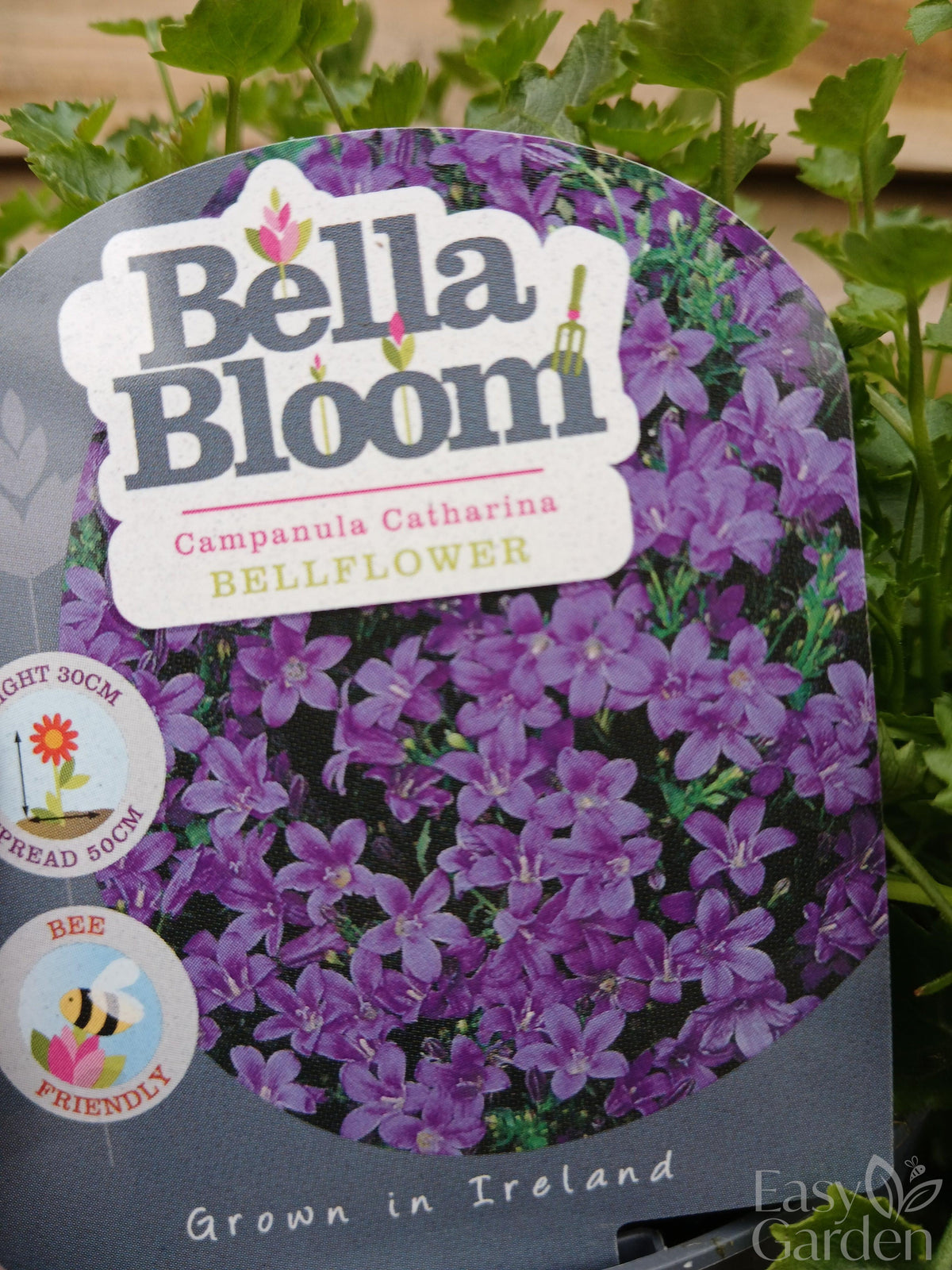 CAMPANULA port. Catharina / 1 Litre-Easy Garden Centre
