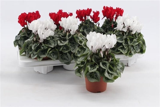 13cm Cyclamen