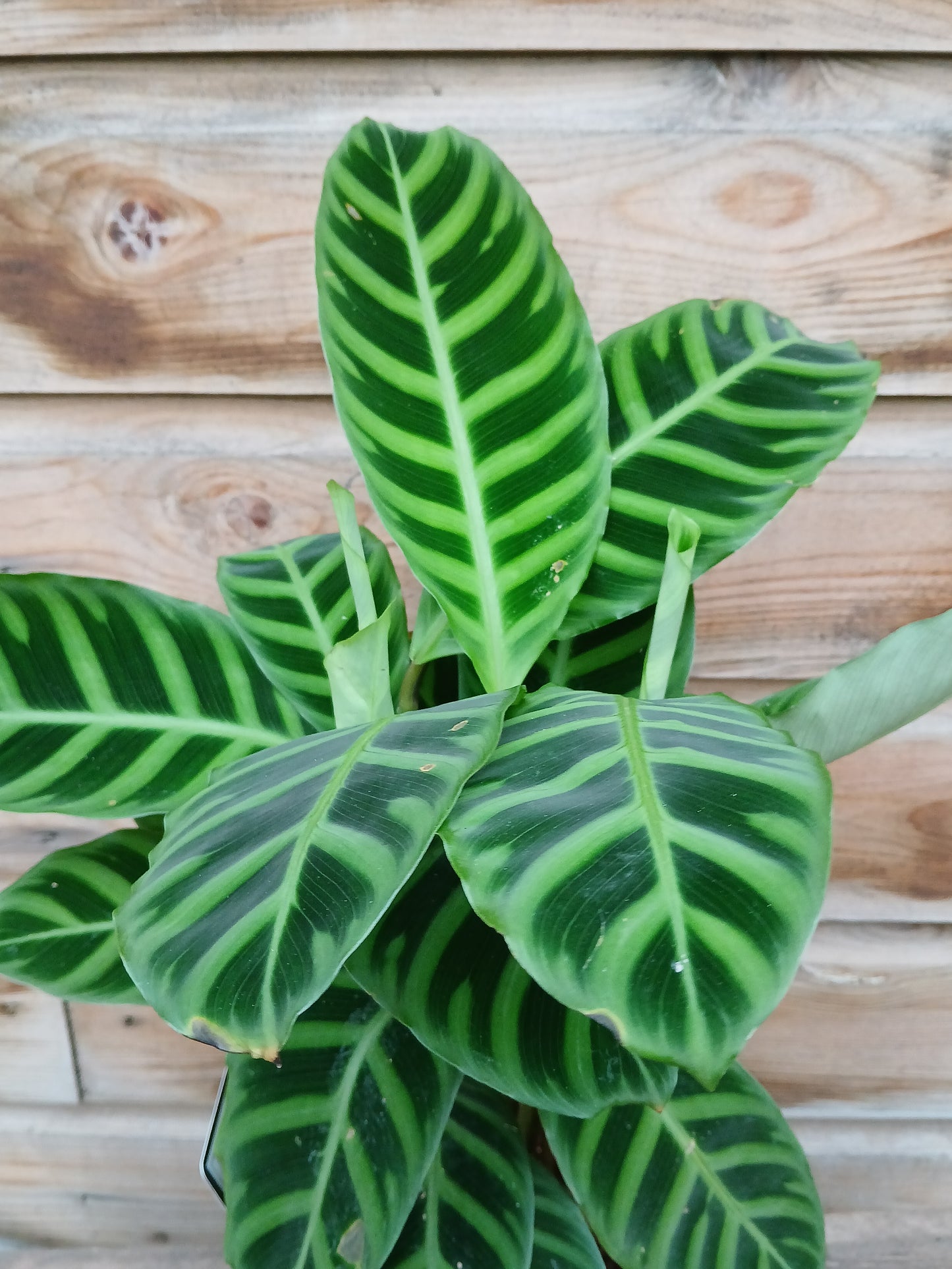 Calathea zebrina / P14-Easy Garden Centre