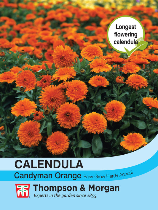 Calendula Candyman Orange