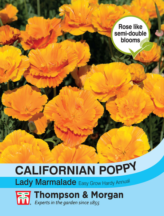 Californian Poppy Lady Marmalade