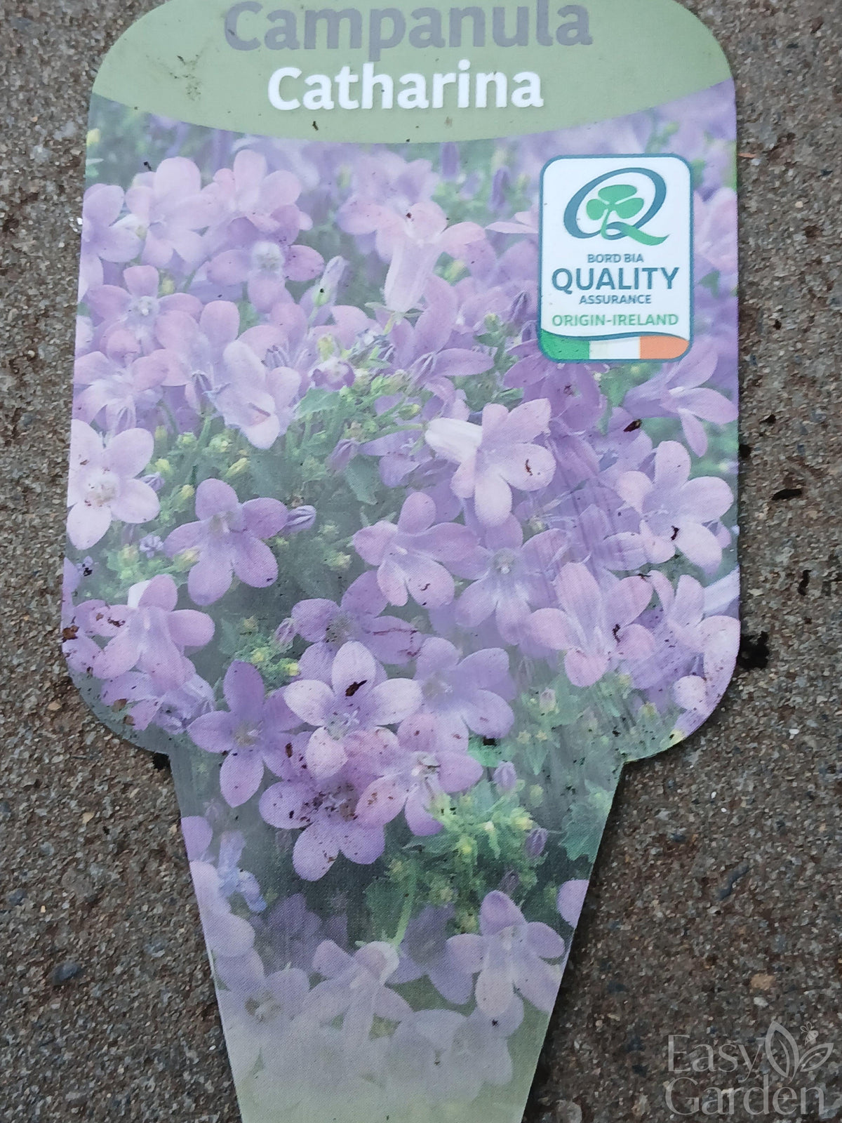 Campanula Catharina / 2ltr-Easy Garden Centre
