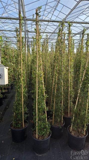 Ceanothus Impressus Victoria pyramide / C20 - 220cm-Easy Garden Centre