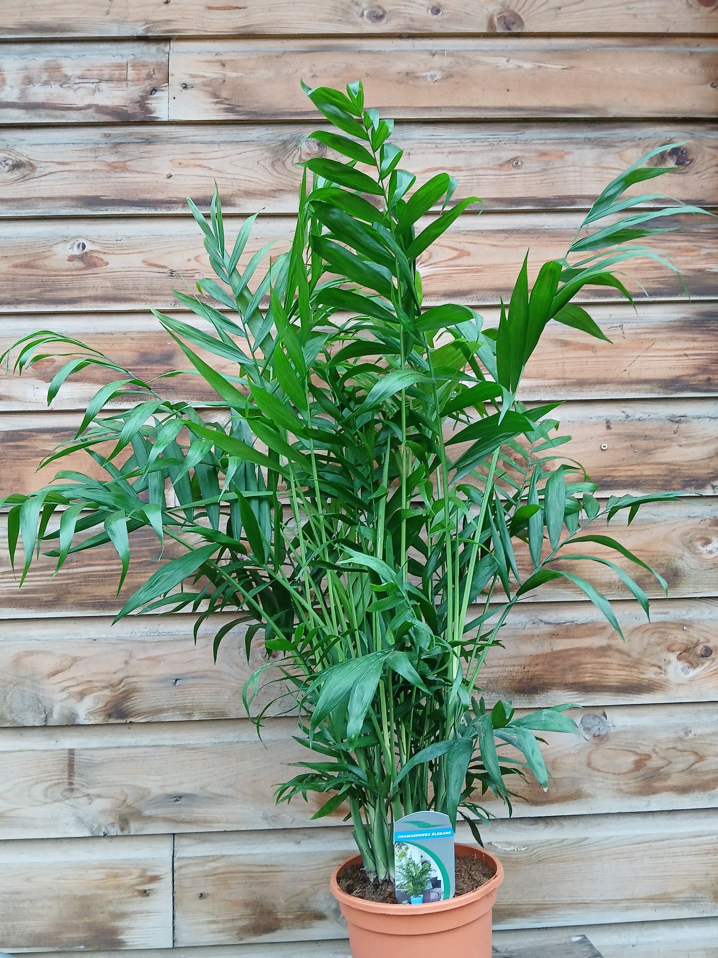 Chamaedorea elegans / P18-Easy Garden Centre