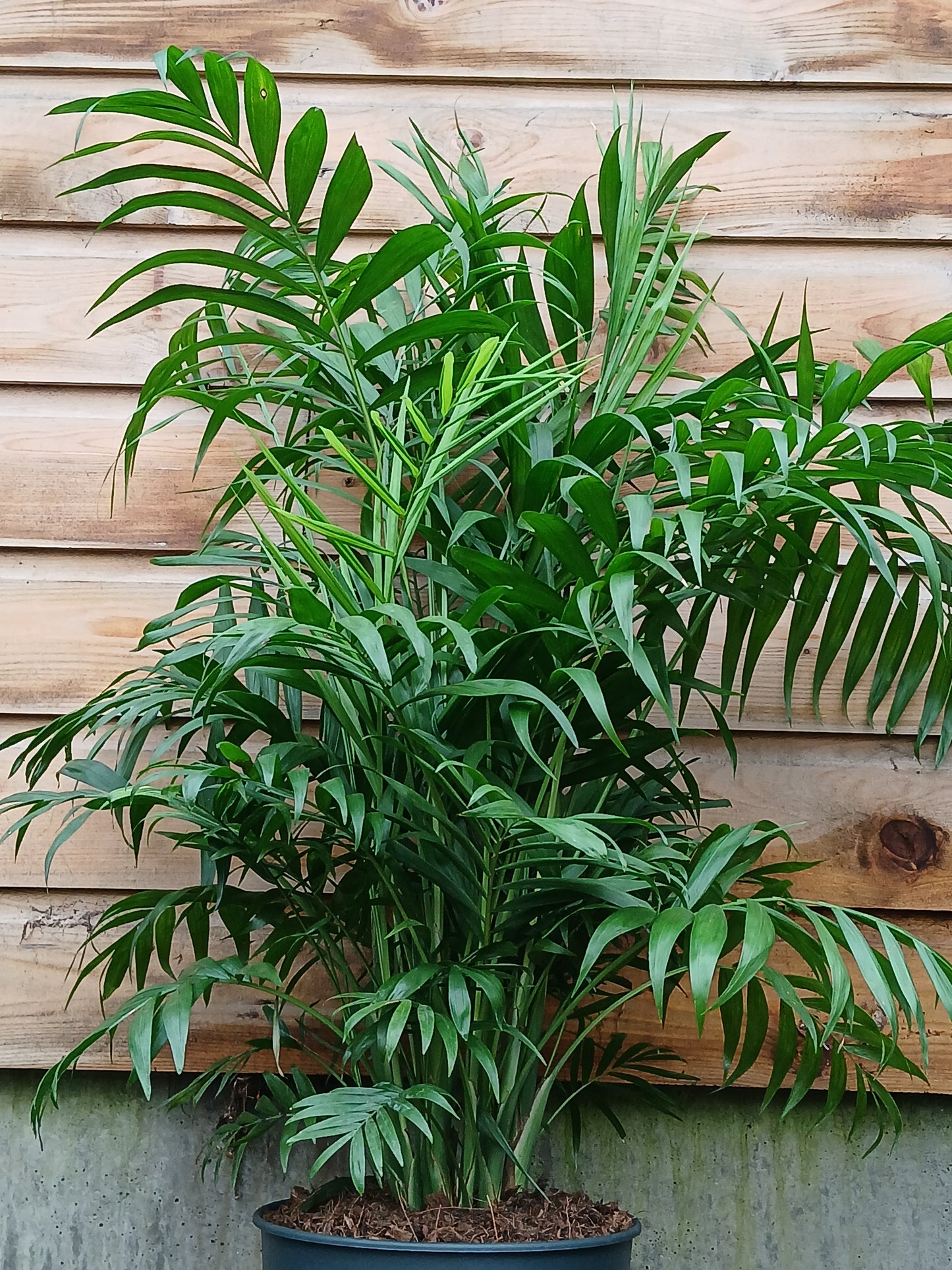 Chamaedorea elegans / P24-Easy Garden Centre