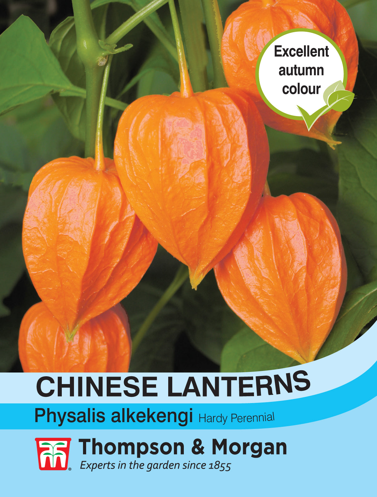 Chinese Lanterns (Physalis gigantea)