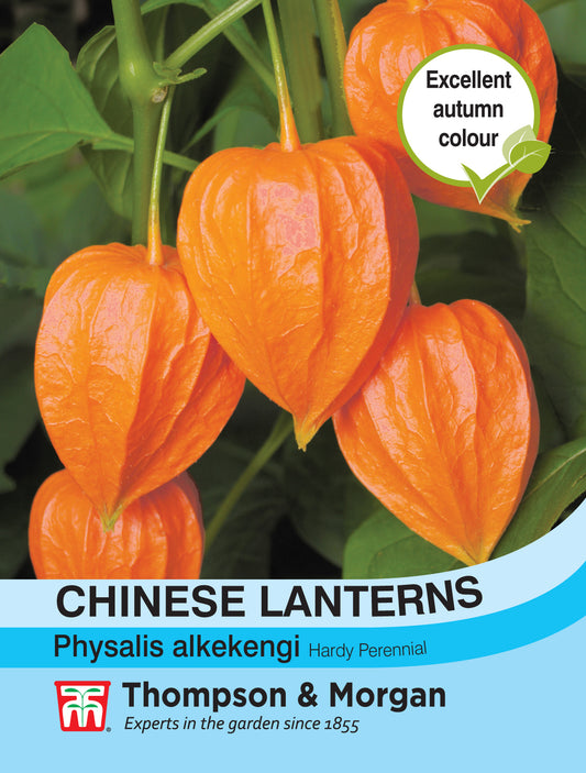 Chinese Lanterns (Physalis gigantea)