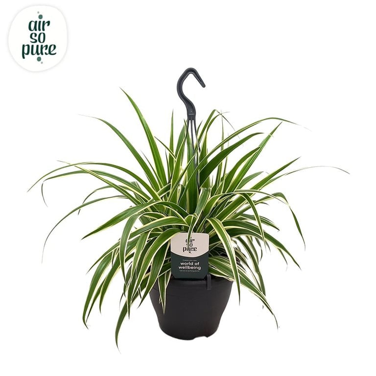 Chlorophytum com. 'Vittatum' / P19, hanging pot