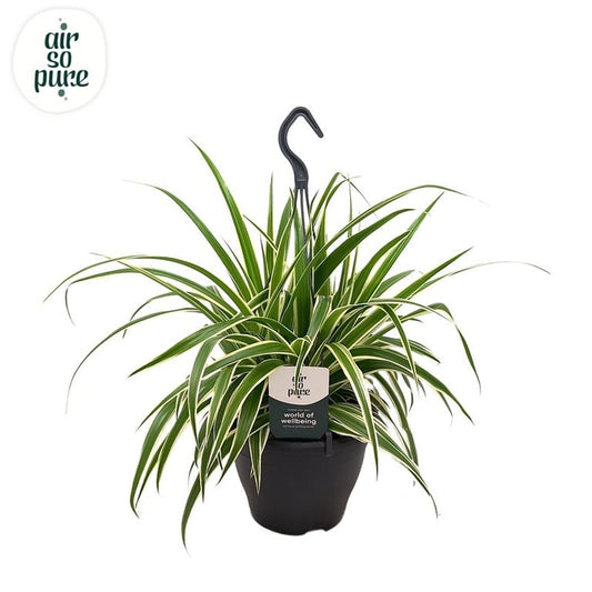 Chlorophytum com. 'Vittatum' / P19, hanging pot