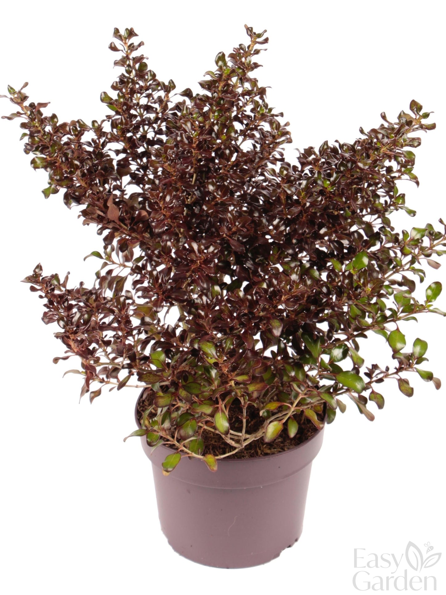 Coprosma 'Chocolate Soldier' / 3.0-litre container 20-25 cm-Easy Garden Centre